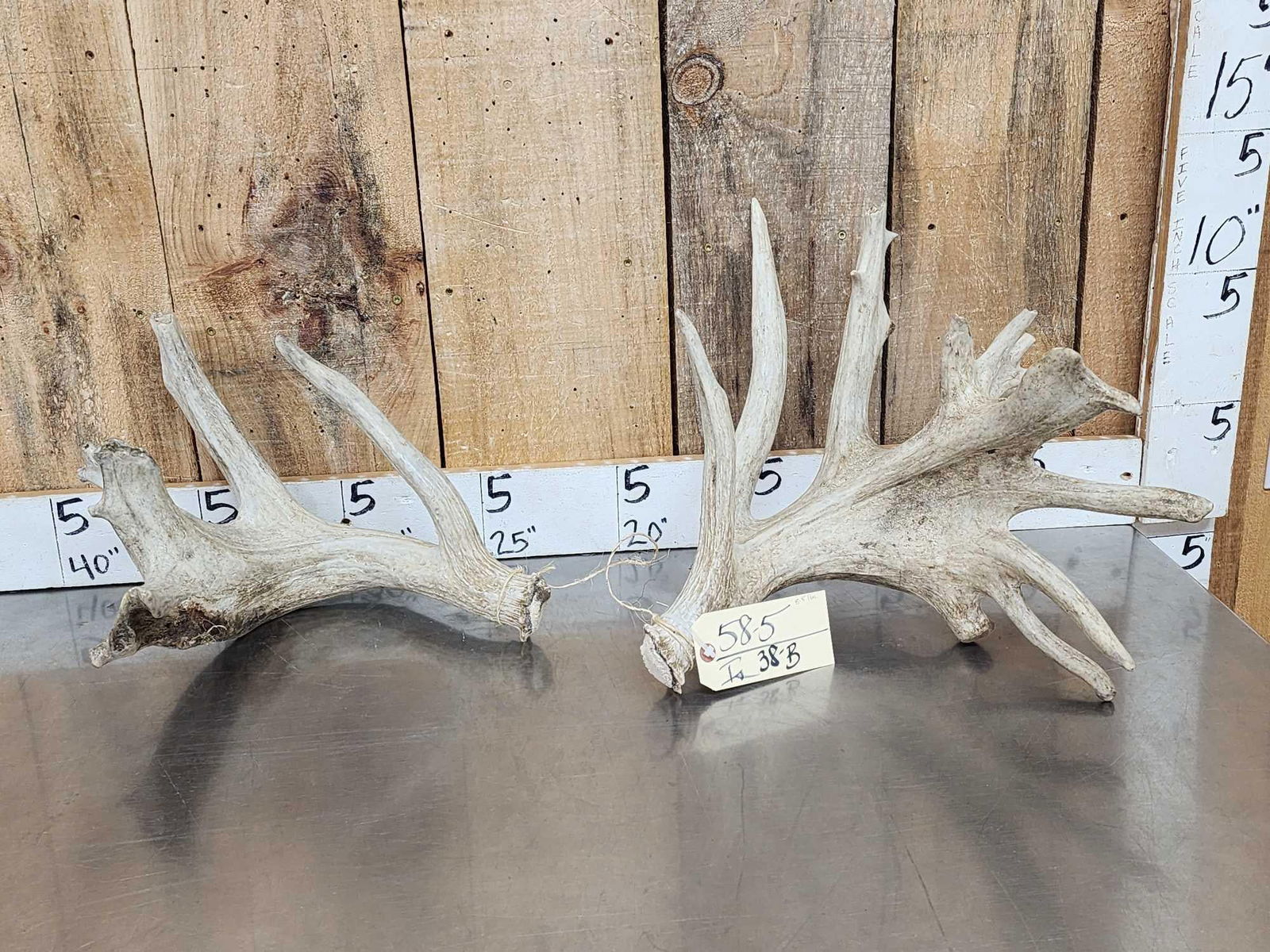 Unbelievably HEAVY Mass Set Of Whitetail Shed Antlers: 58.5 Weighing in at an impressive 8.5 lbs these sheds are nothing but MASS ! Awesome look