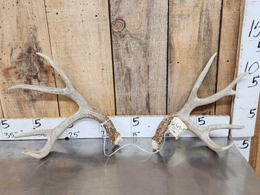 Main Frame 4x4 Wild Iowa Whitetail Shed Antlers