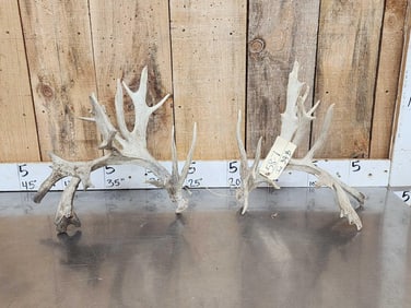 200 Class Whitetail Shed Antlers