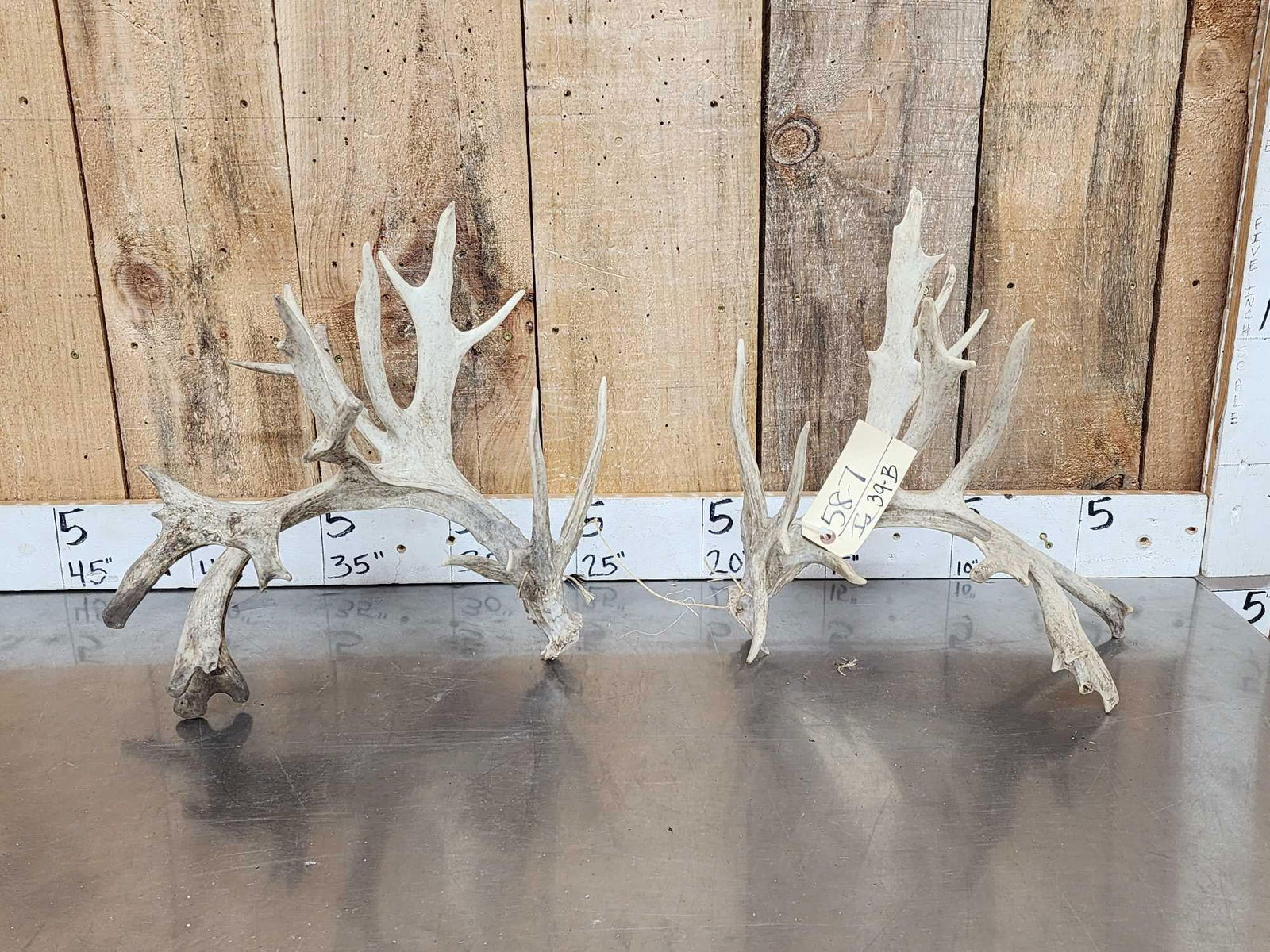 200 Class Whitetail Shed Antlers: 58.7 Great look both self standers in a couple different positions