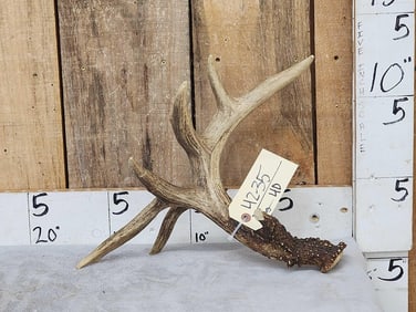Heavy Mass 5 Point Canadian Whitetail Shed Antler