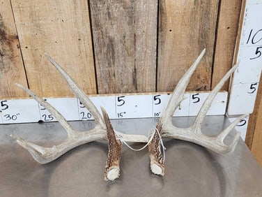 Set Of Wild Iowa 5x5 Whitetail Shed Antlers