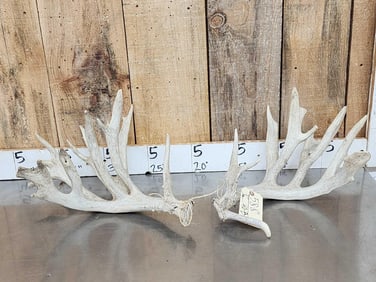 Main Frame 5x5 Whitetail Shed Antlers