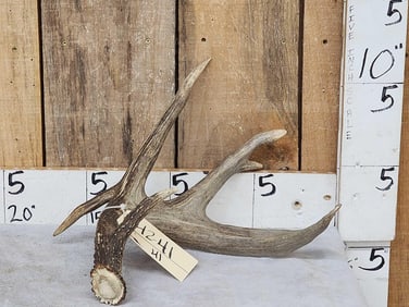 Heavy Mass Canadian 4 Point Whitetail Shed Antler