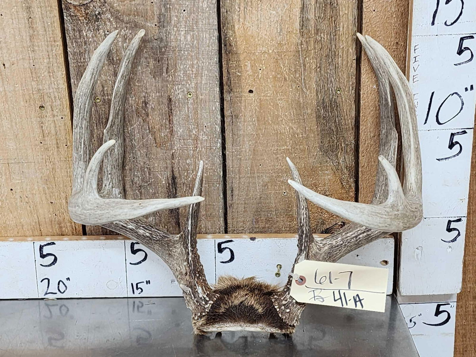 Nice Symmetrical 5x5 Whitetail Antlers On Skull Plate (1 of 3)