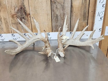 HEAVY Mass Main Frame 6x6 Whitetail Shed Antlers