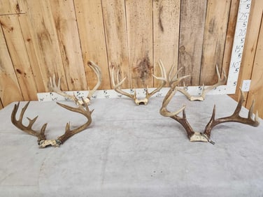5 Sets Of Whitetail Antlers On Skull Plate