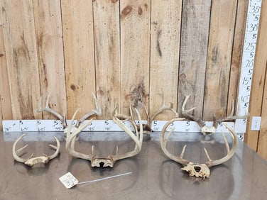 6 Sets Of Whitetail Antlers On Skull Plate