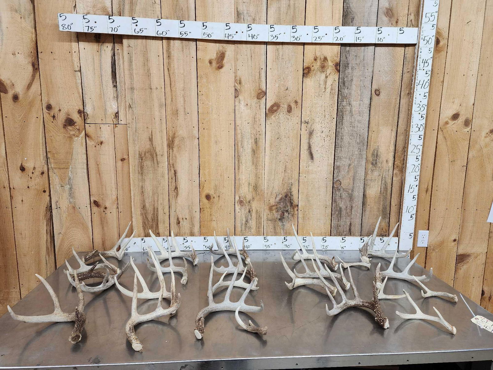 18.4 Lbs Of Nice Whitetail Shed Antlers: 61.1 Some great color in this lot with a few collector pieces no chews 23 pcs