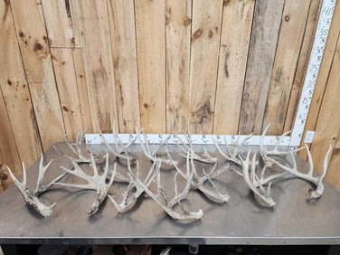 20.6 Lbs Of Whitetail Shed Antlers