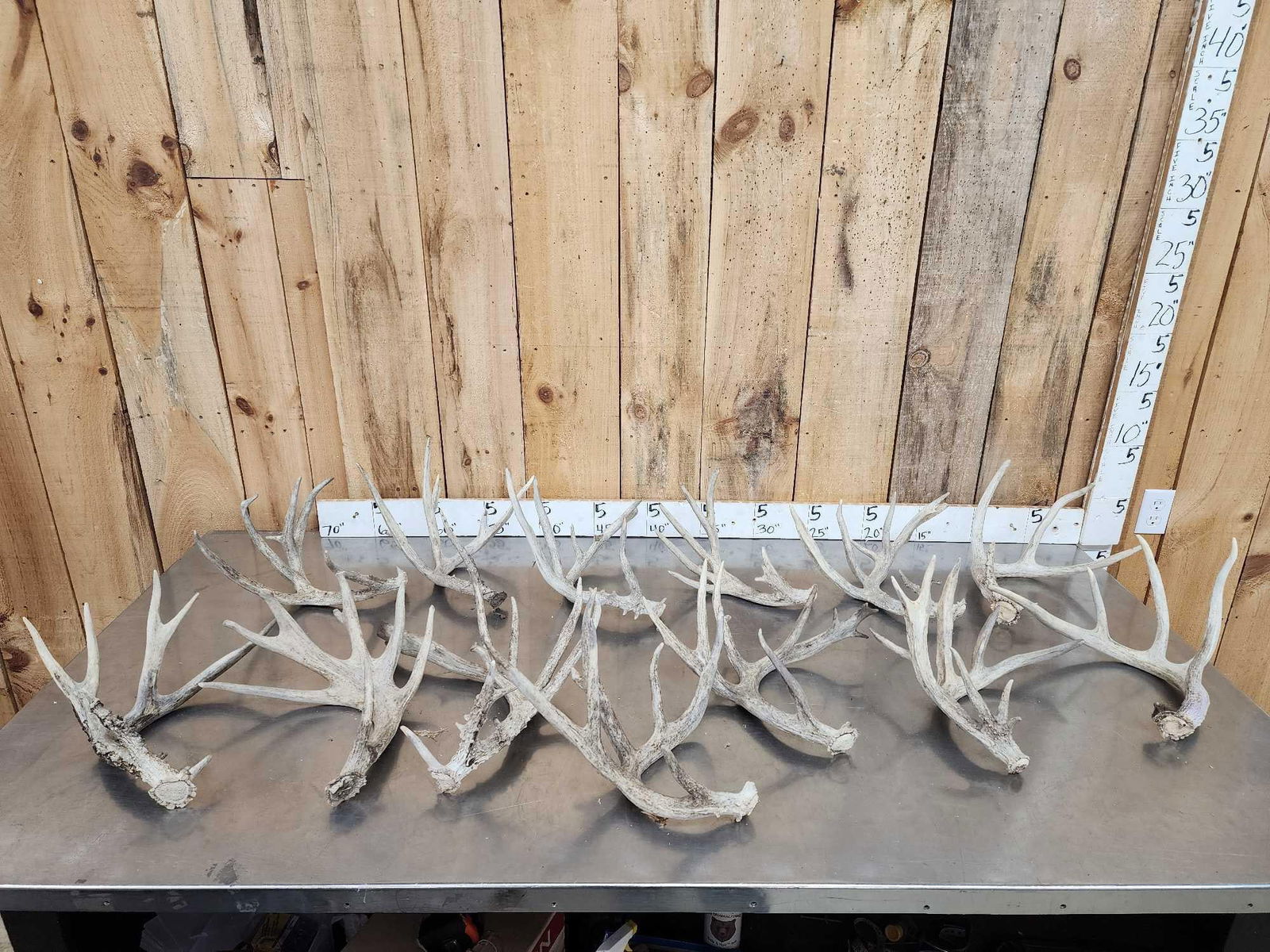 20.6 Lbs Of Whitetail Shed Antlers: 58.9 All big sheds 13 pcs