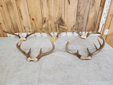 5 Sets Of Whitetail Antlers On Skull Plate