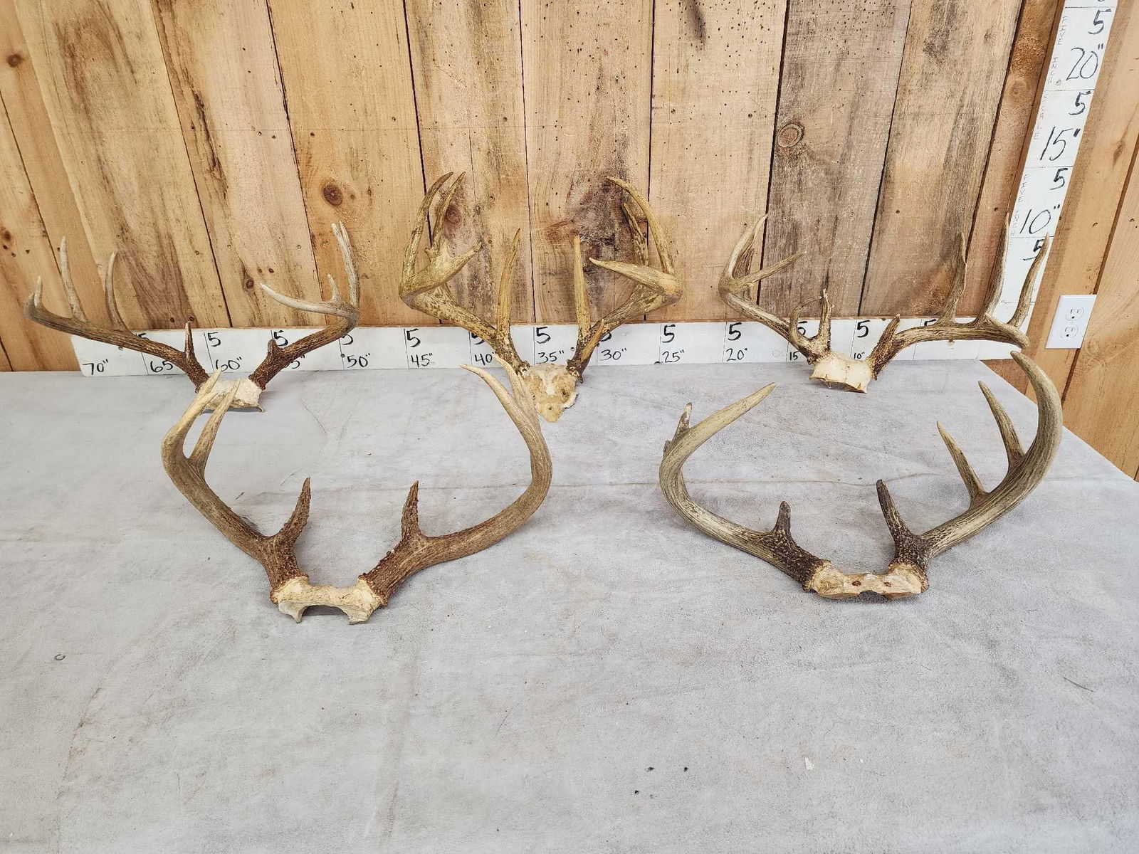 5 Sets Of Whitetail Antlers On Skull Plate (1 of 6)