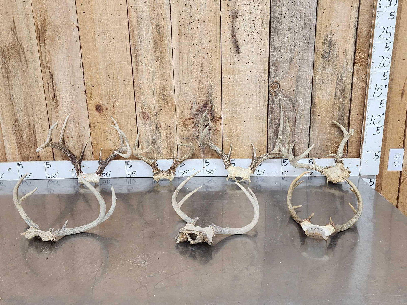 7 Sets Of Whitetail Antlers On Skull Plate (1 of 8)