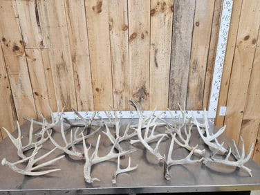 24.5 Lbs Of Whitetail Shed Antlers