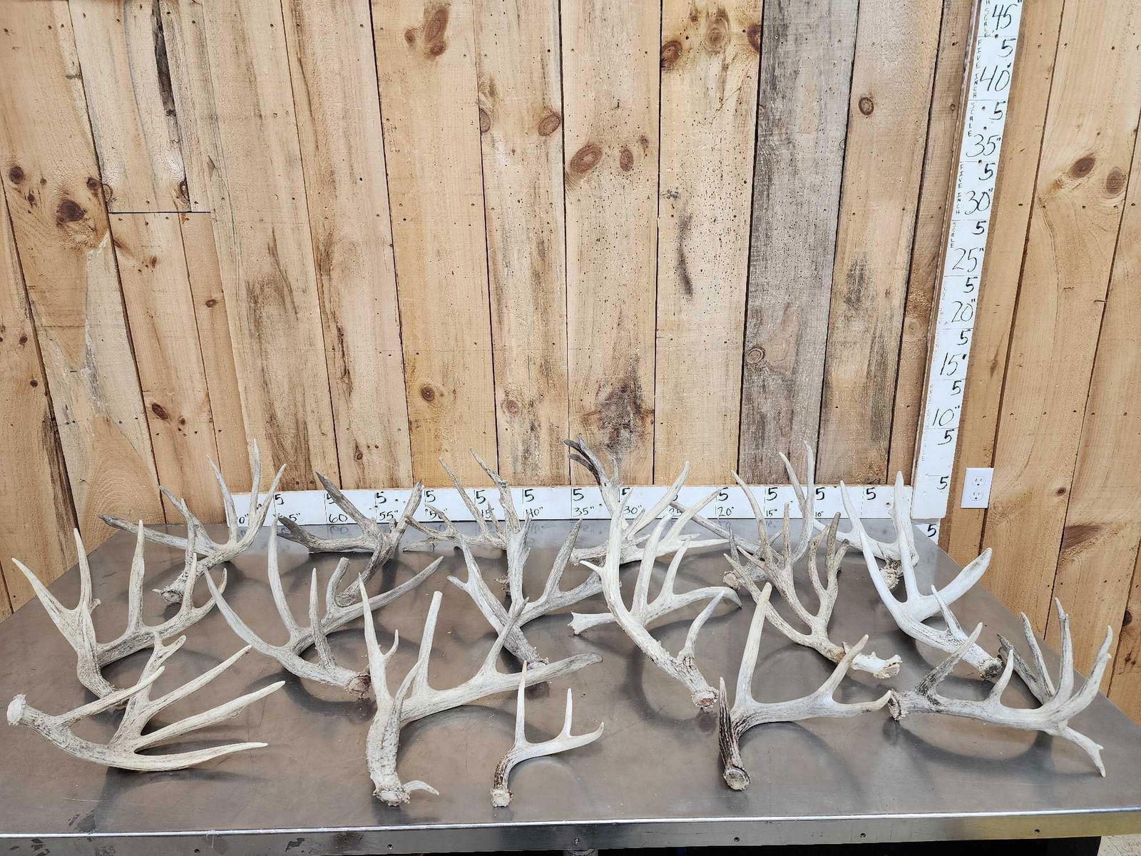 24.5 Lbs Of Whitetail Shed Antlers (1 of 7)