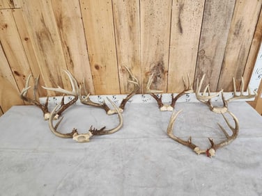6 Sets Of Whitetail Antlers On Skull Plate