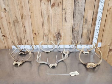 7 Sets Of Whitetail Antlers On Skull Plate