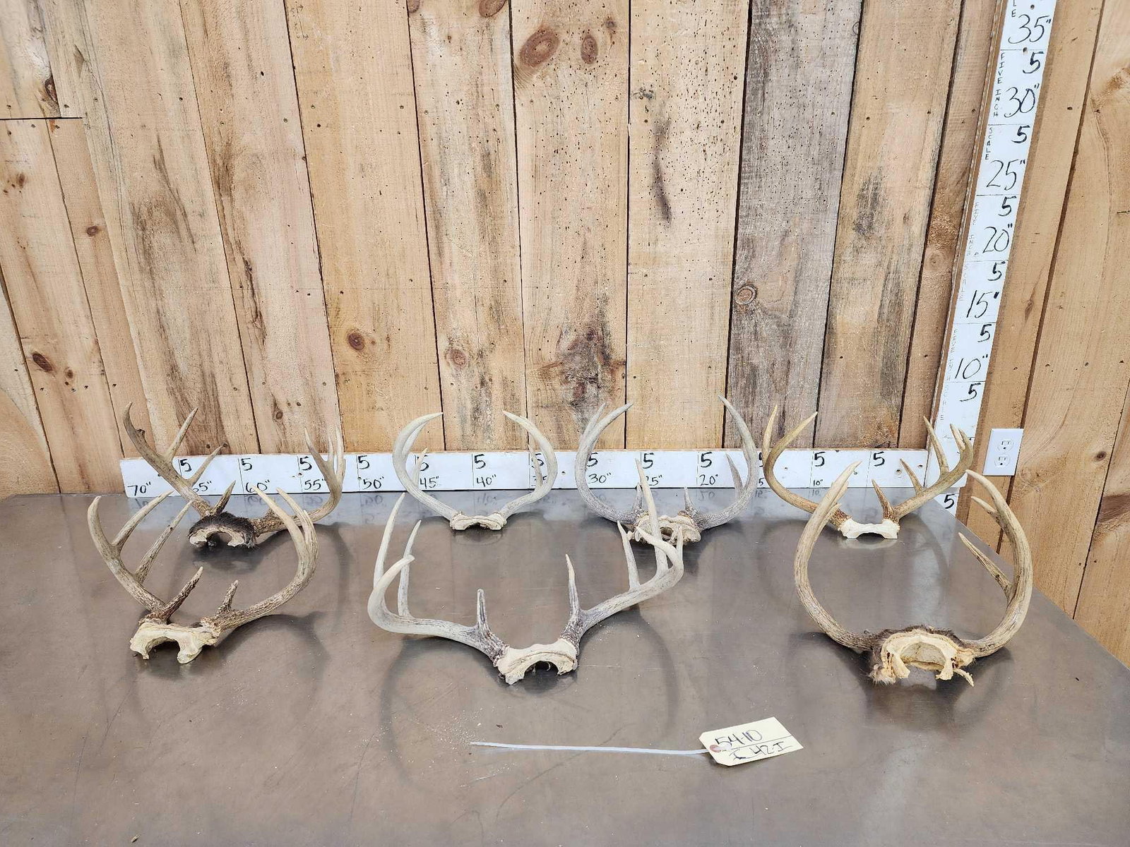 7 Sets Of Whitetail Antlers On Skull Plate (1 of 7)