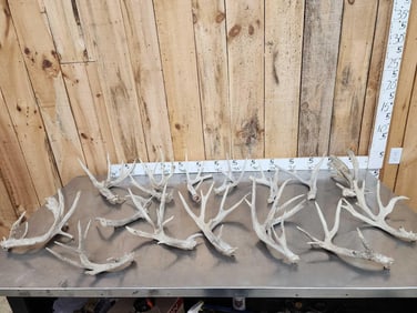 19.6 Lbs Of Whitetail Shed Antlers