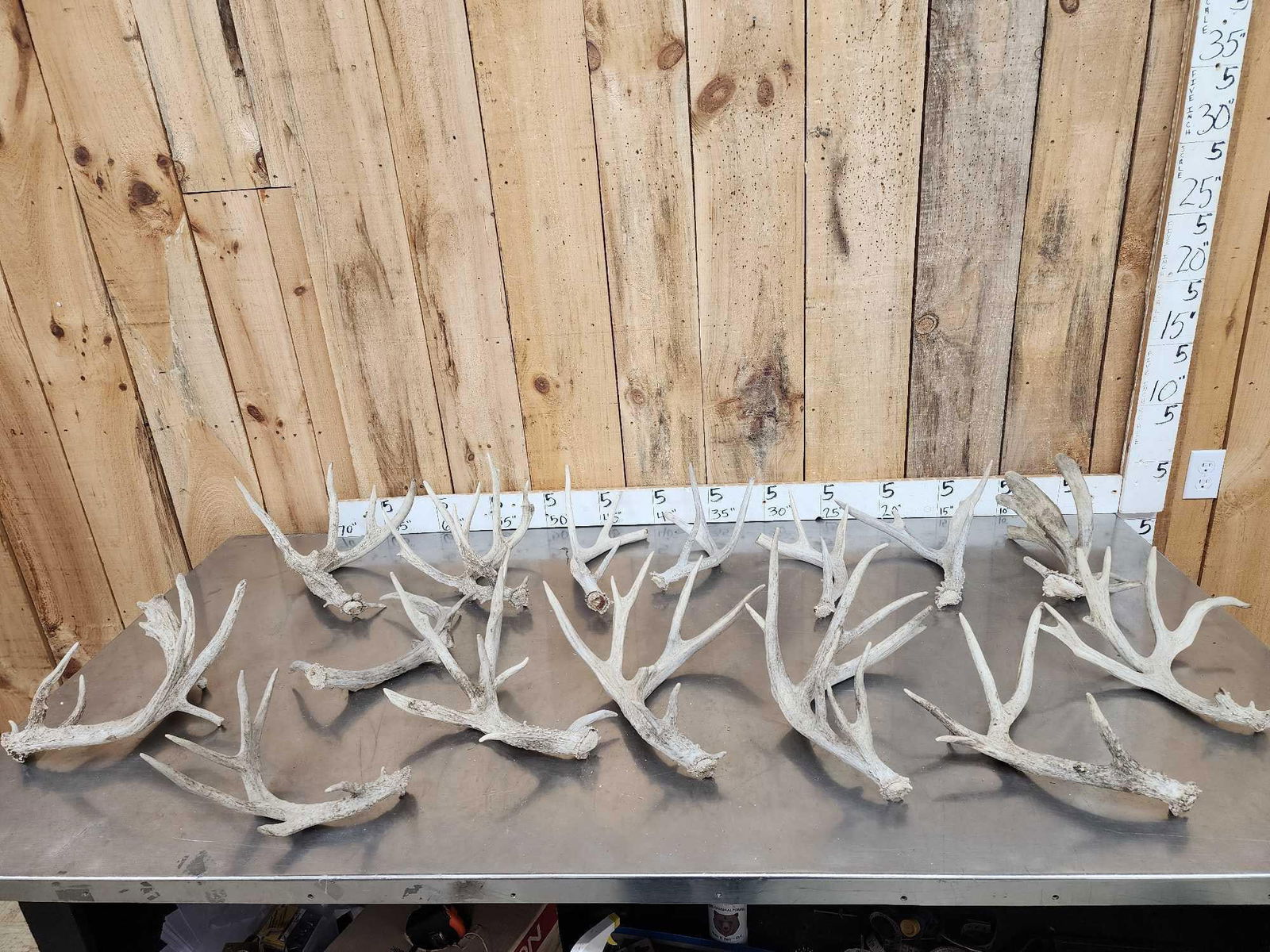 19.6 Lbs Of Whitetail Shed Antlers: 58.11 Great for crafts or decor 15 pcs