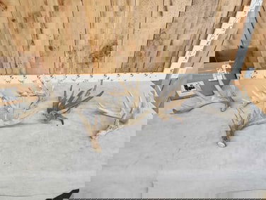 12.2 Lbs Of Whitetail Shed Antlers