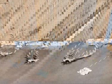 7 Sets Of Freak Nontypical Whitetail Antlers On Skull Plate