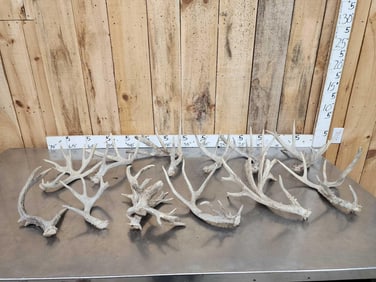 16.2 Lbs Of Whitetail Shed Antlers