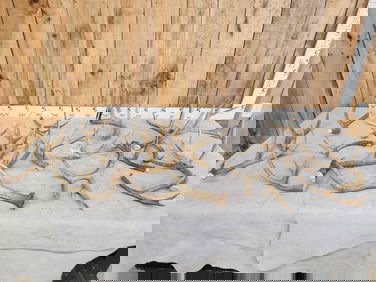 17 Lbs of Mule Deer Antlers