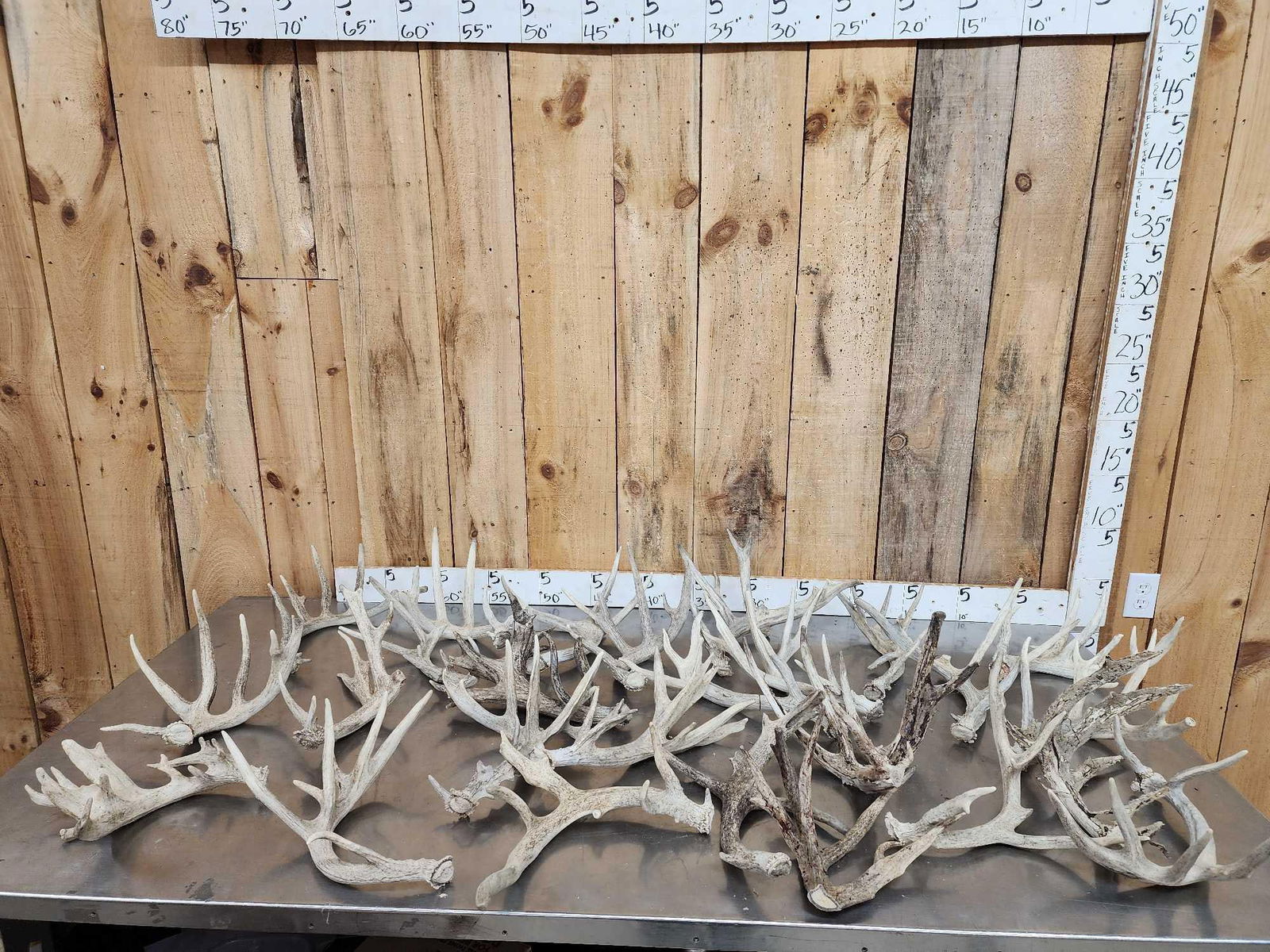 43.6 Lbs Of Gnarly Nontypical Whitetail Shed Antlers: 54.2 Great for crafts decor or dog chews Includes 3 cut off Antlers 25pcs