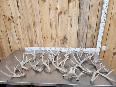 20.8 Lbs Of Whitetail Shed Antlers