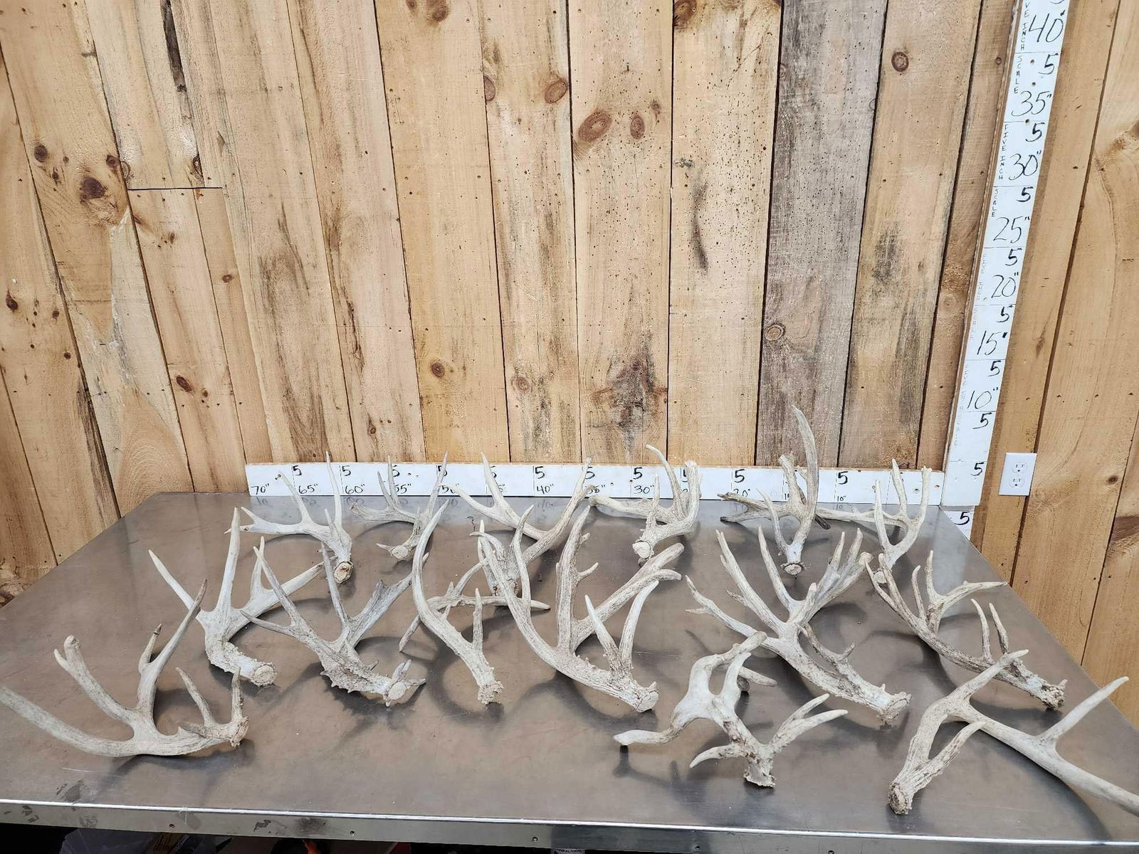 20.8 Lbs Of Whitetail Shed Antlers: 58.13 All big sheds great for crafts or decor 15 pcs
