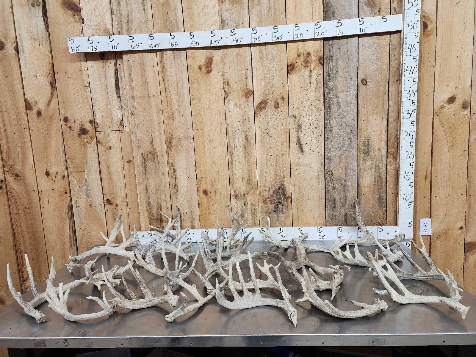 32.1 Lbs Of Whitetail Shed Antlers (1 of 9)