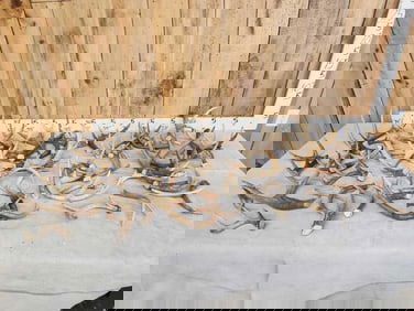 31 Lbs Of Whitetail Antlers Cut Below The Burr