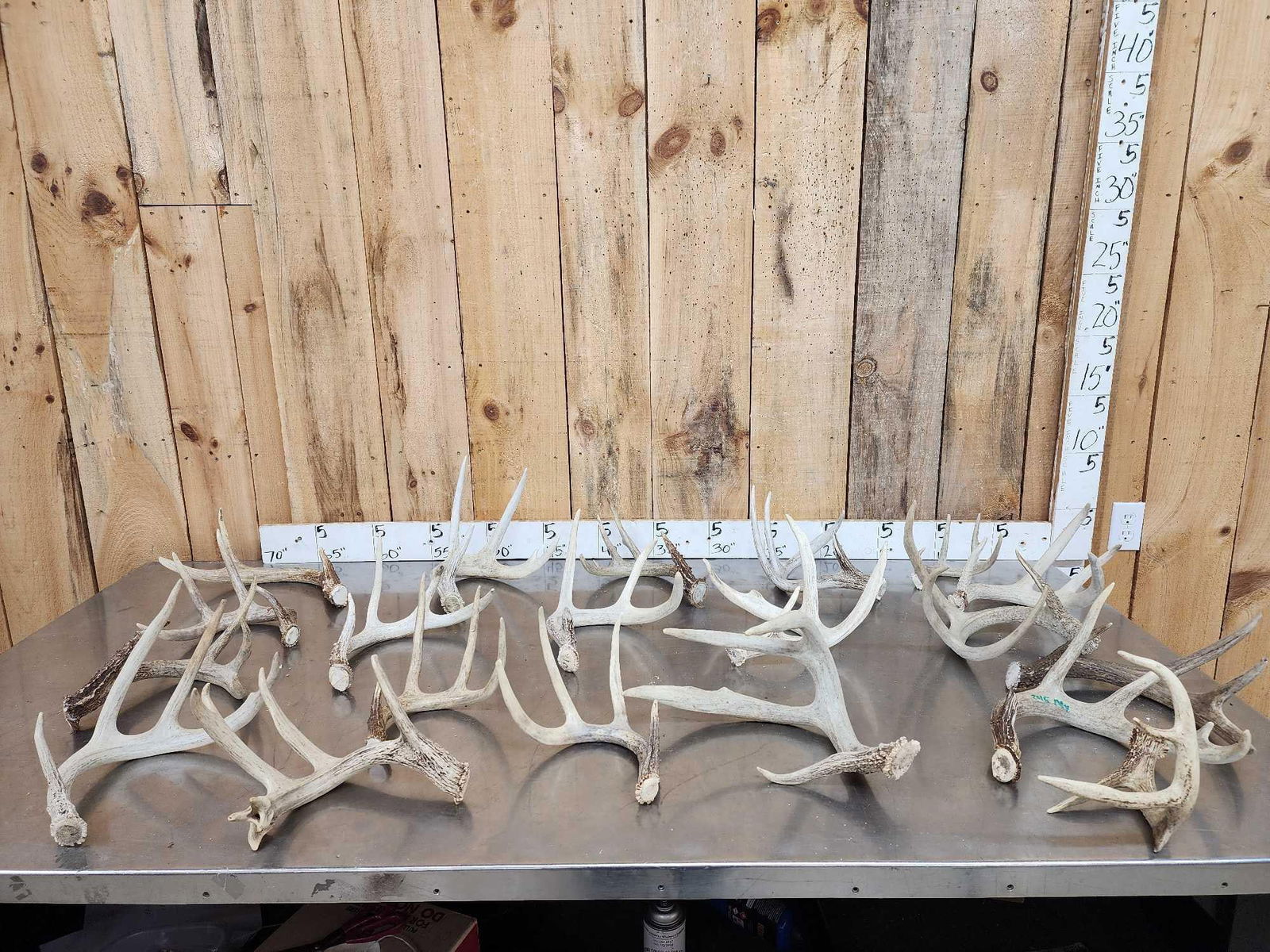 22.3 Lbs Of Whitetail Antlers (1 of 12)