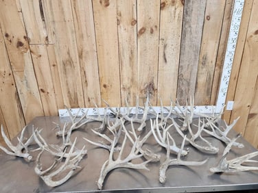28.8 Lbs Of Whitetail Shed Antlers