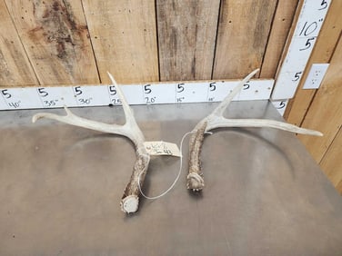 Crazy Big Wild Main Frame 3x3 Whitetail Shed Antlers