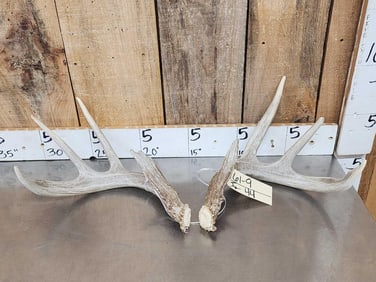 Nice Set Of 4x4 Wild Iowa Whitetail Shed Antler