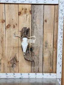 Whitetail Skull On Driftwood Taxidermy