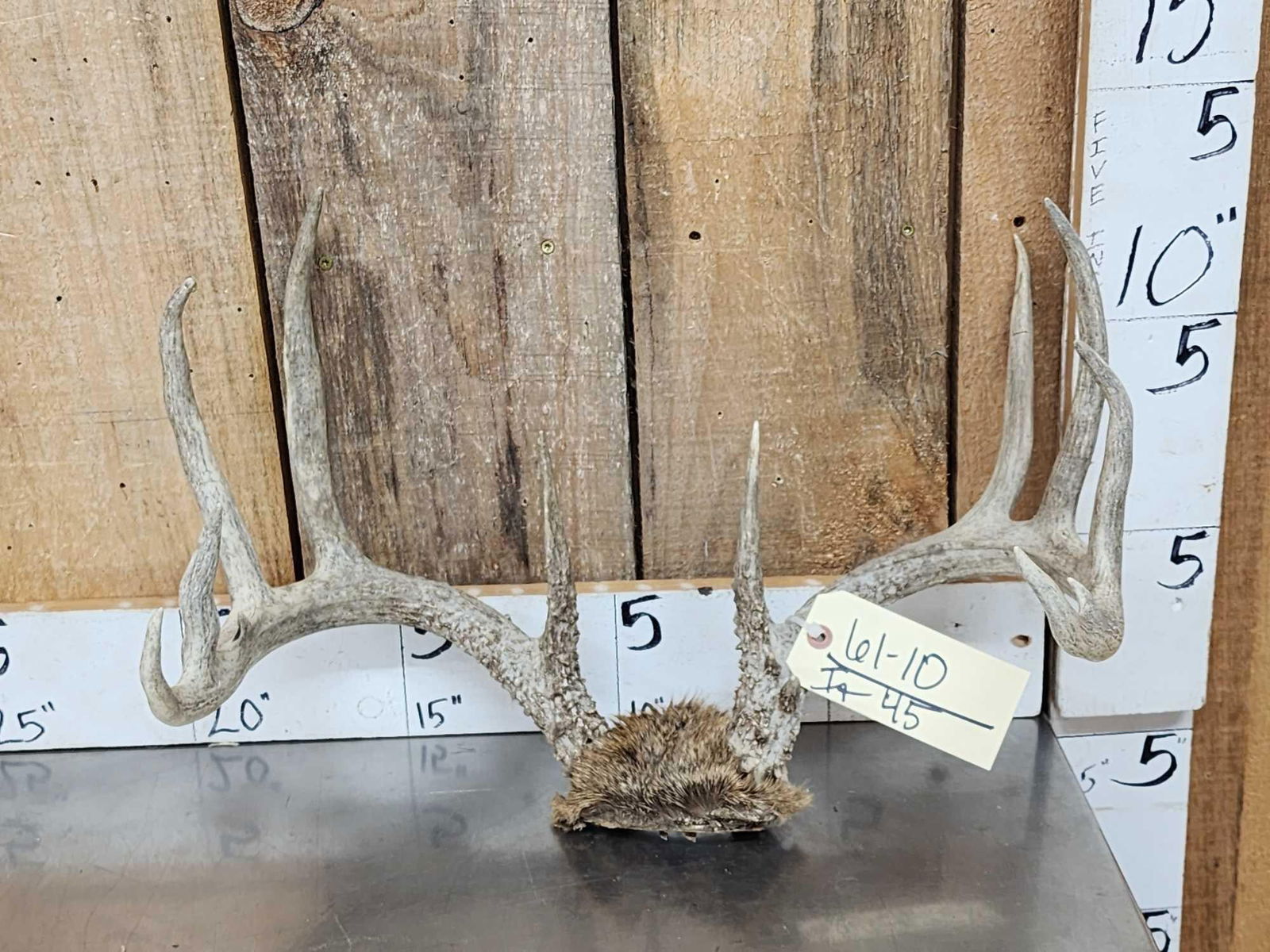 6x6 Whitetail Antlers On Skull Plate: 61.10 Heavy beading lots of stickers