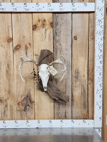 Whitetail Skull On Driftwood Display