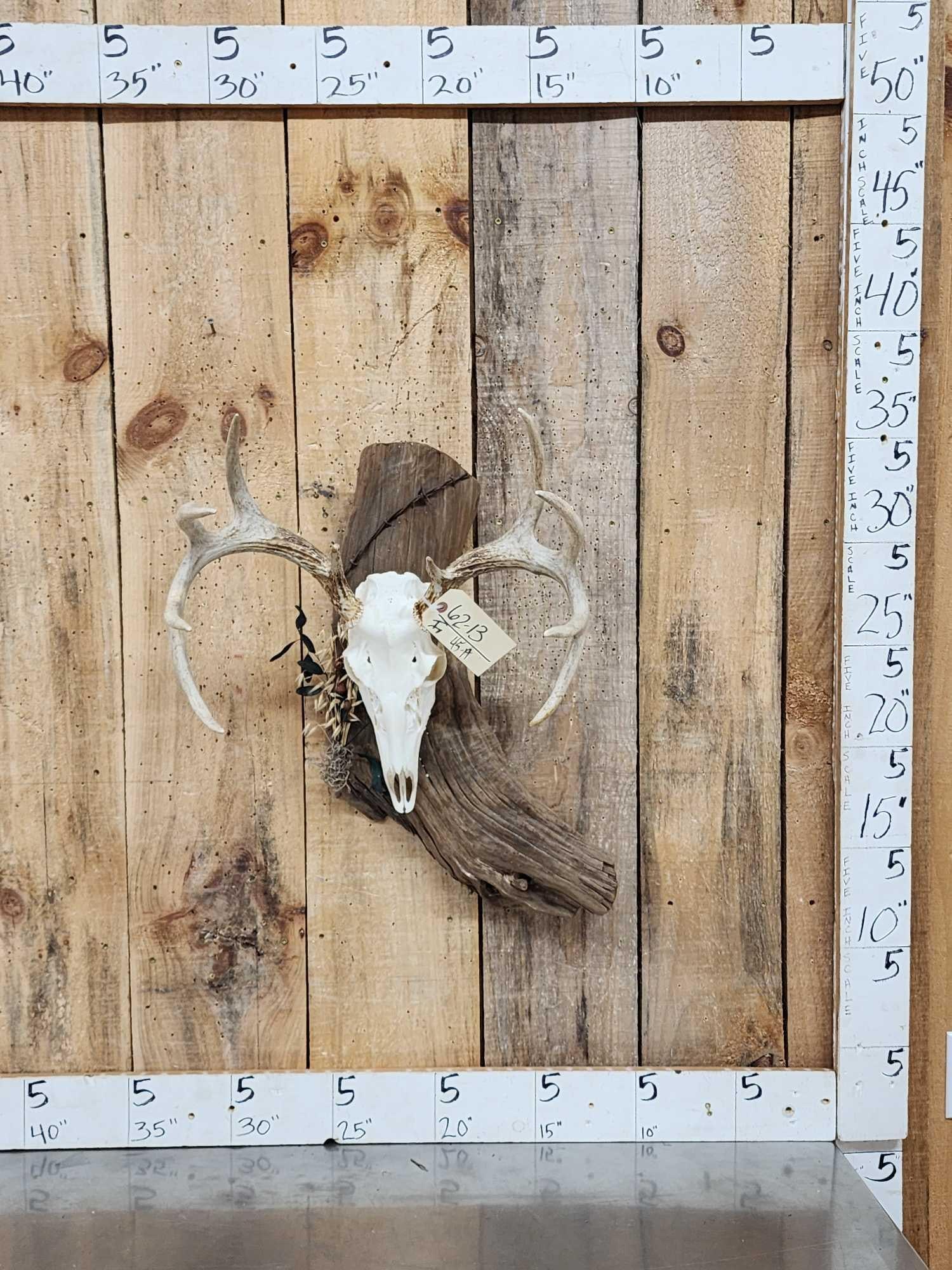 Whitetail Skull On Driftwood Display: 62.13 Great look