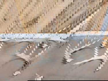 Group Of 6 Wild Iowa Whitetail Shed Antlers