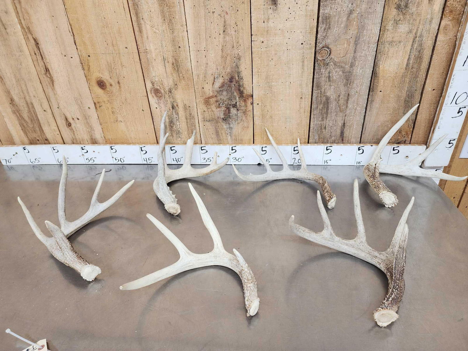 Group Of 6 Wild Iowa Whitetail Shed Antlers (1 of 6)