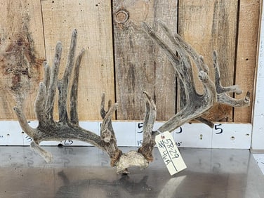 26 Point Whitetail Antlers In Velvet On Skull Plate