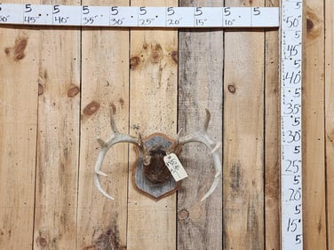 5x5 Whitetail Antlers On Plaque