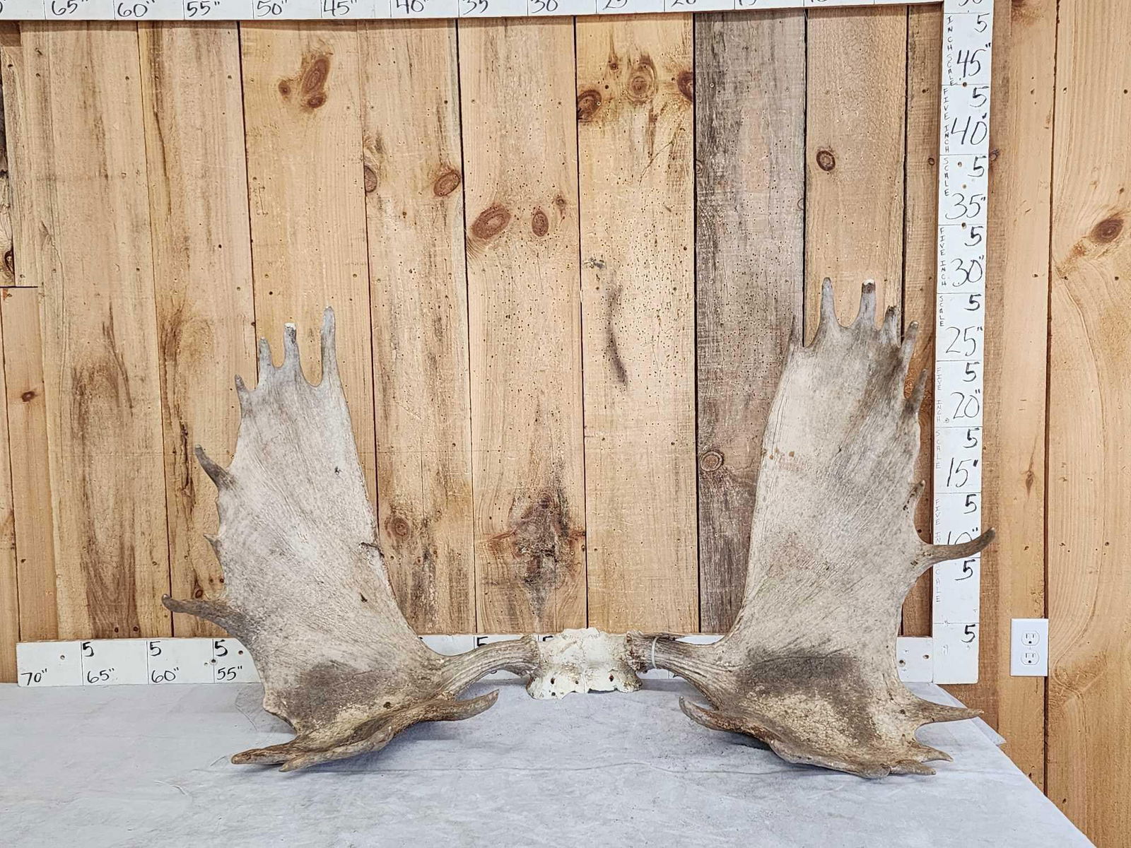 48" Wide Moose Antlers On Skull Plate (1 of 6)