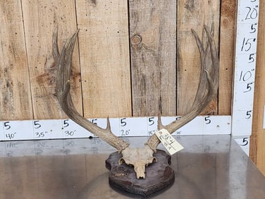 Big Typical 5x5 Mule Deer Antlers On Plaque