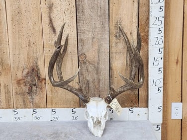 Heavy Mass 6x5 Mule Deer Antlers On Skull