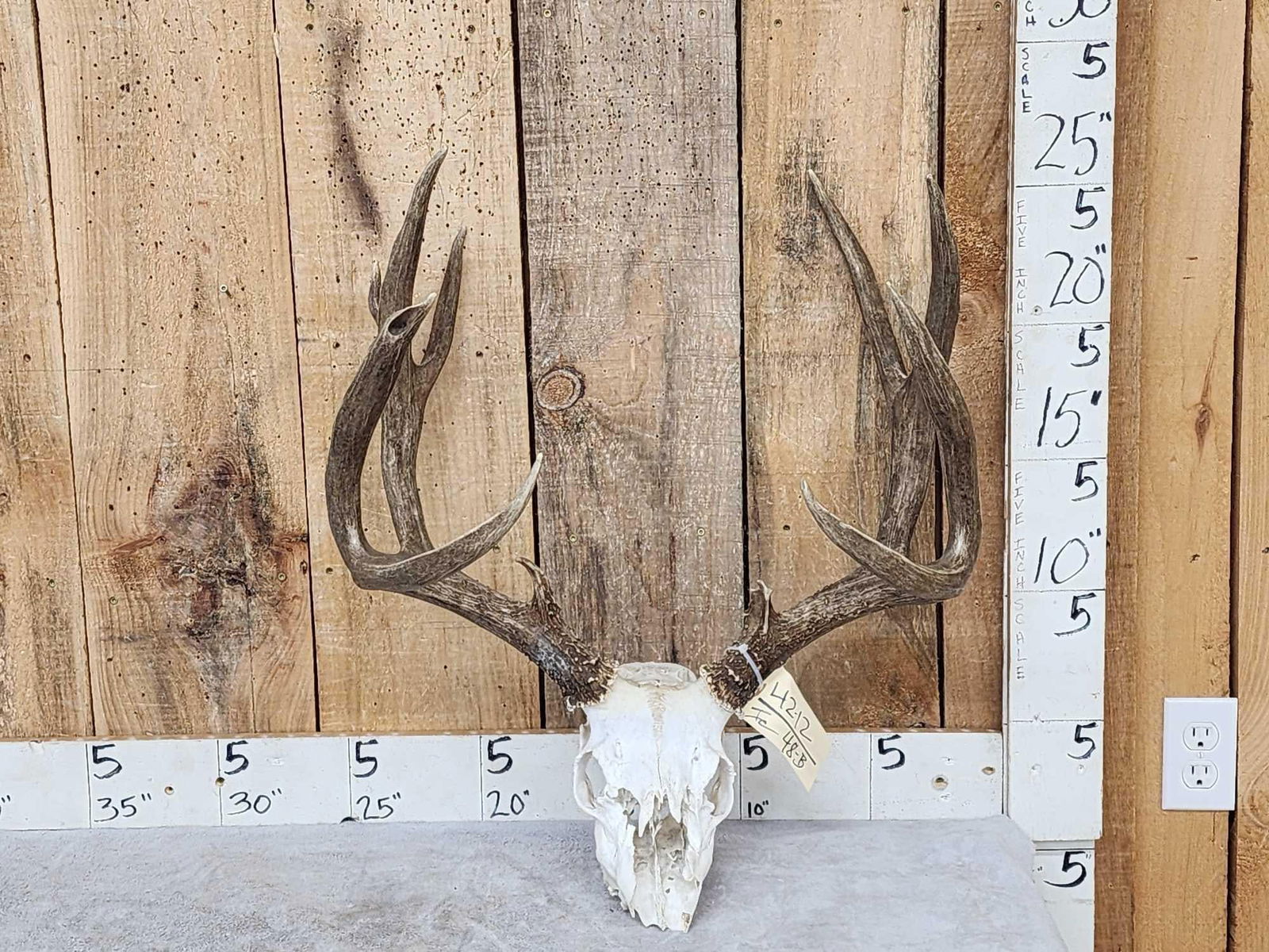 Heavy Mass 6x5 Mule Deer Antlers On Skull (1 of 6)
